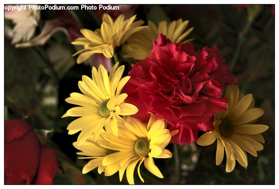 Blossom, Carnation, Flower, Plant, Flower Arrangement, Flower Bouquet, Floral Design