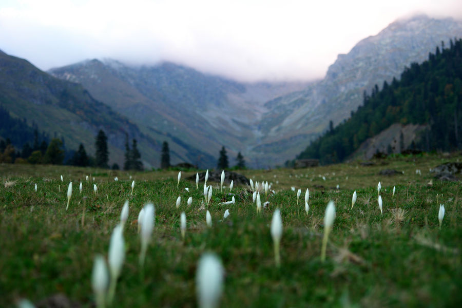 Field, Grass, Grassland, Land, Outdoors, Plant, Blossom