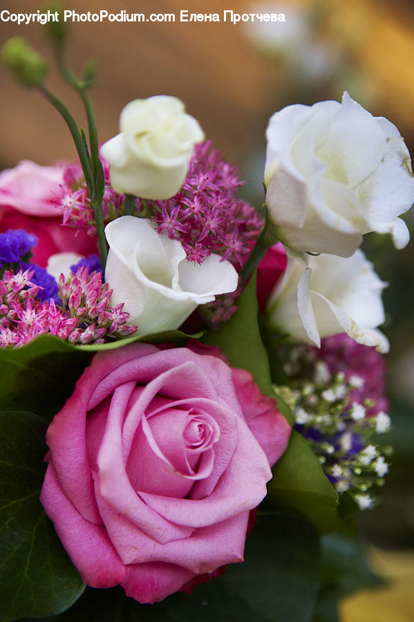 Flower, Flower Arrangement, Flower Bouquet, Flora, Gladiolus, Plant, Blossom
