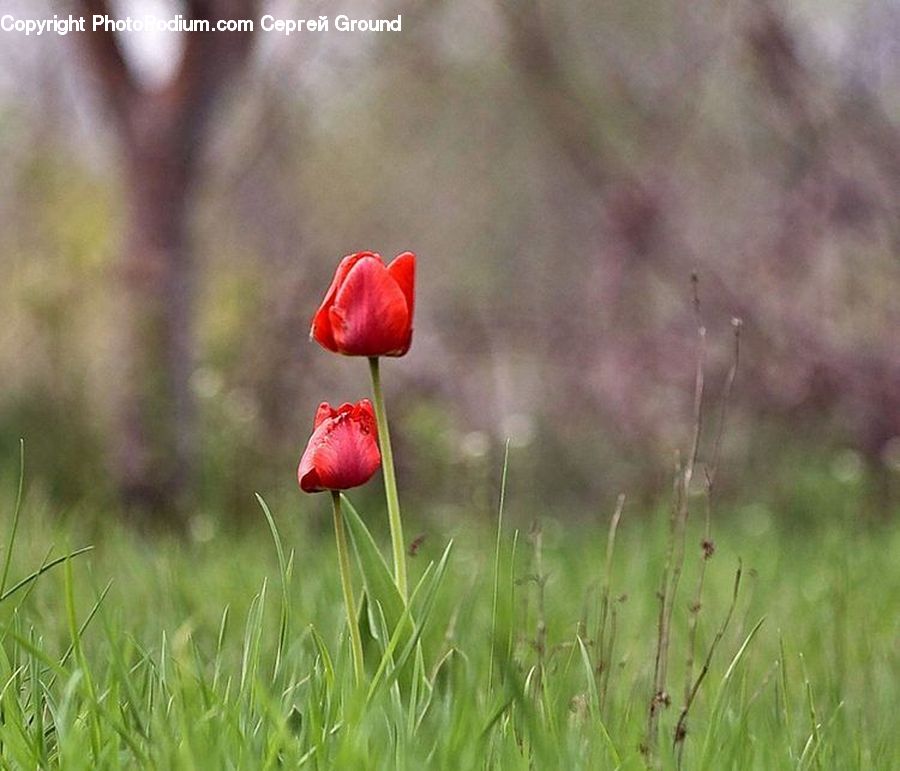 Blossom, Flora, Flower, Plant, Poppy, Field, Grass