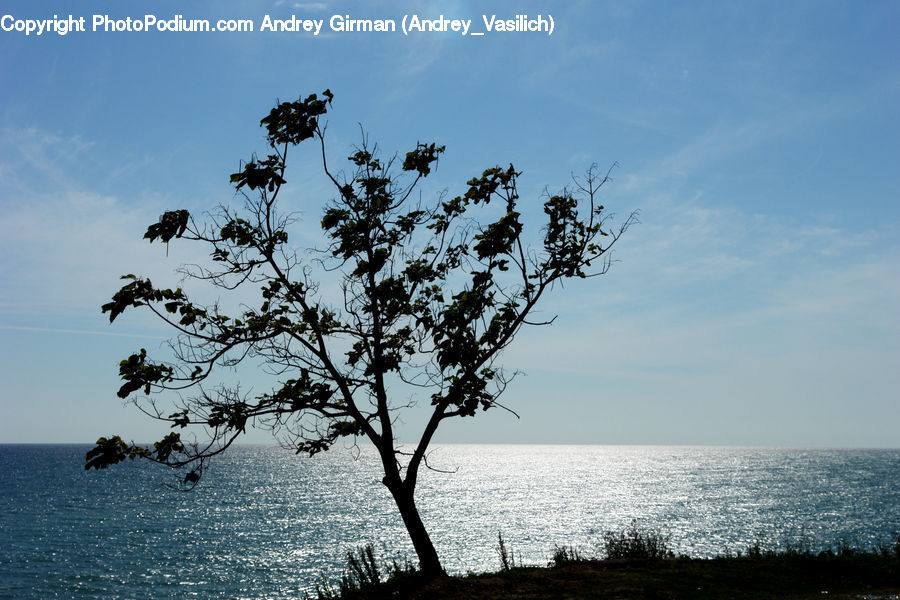 Beach, Coast, Outdoors, Sea, Water, Plant, Tree