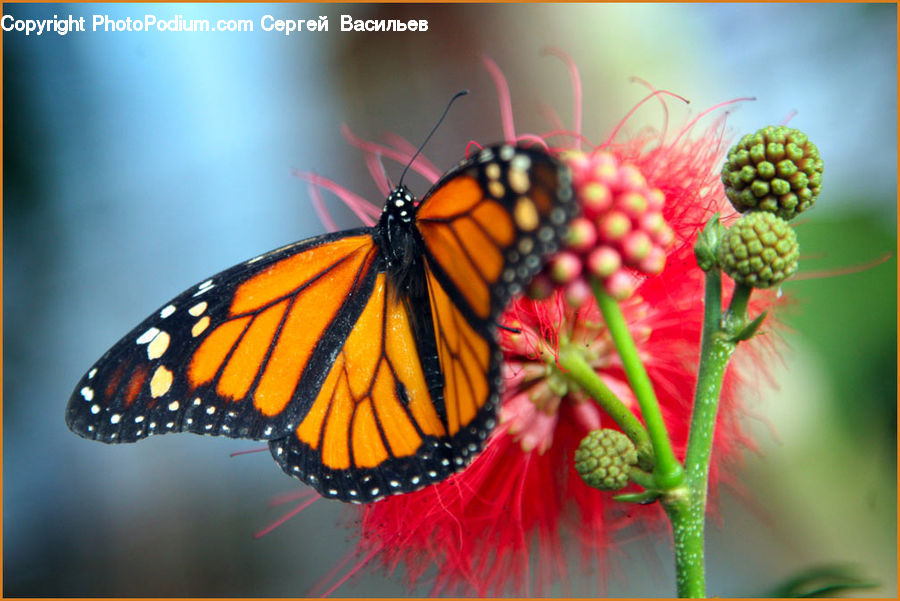 Butterfly, Insect, Monarch, Invertebrate, Cactus, Plant, Blossom