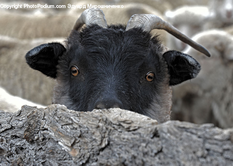 Angus, Animal, Bull, Mammal, Goat, Mountain Goat