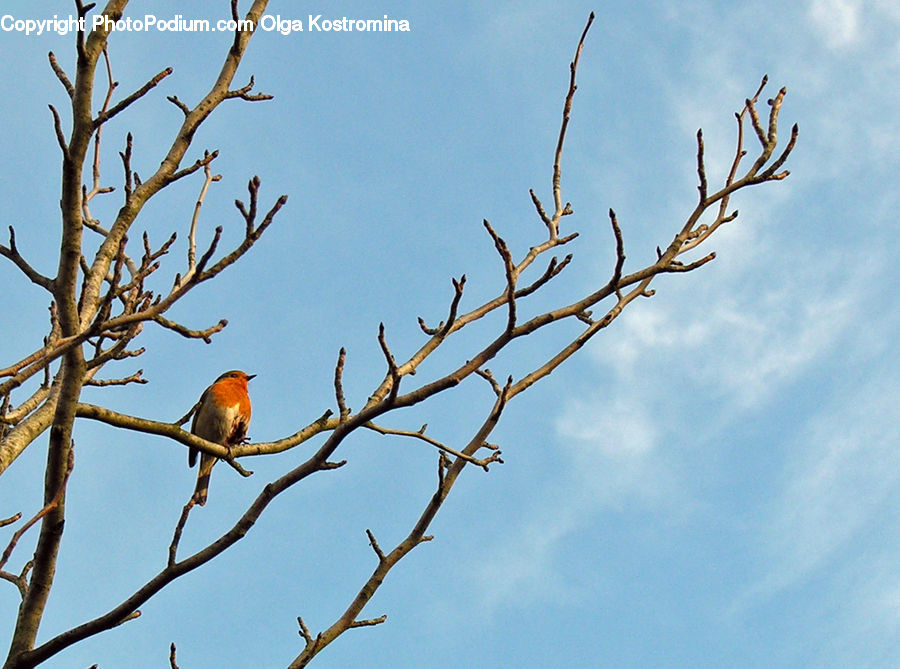 Bird, Robin, Bee Eater, Bishop, Cardinal, Finch, Priest