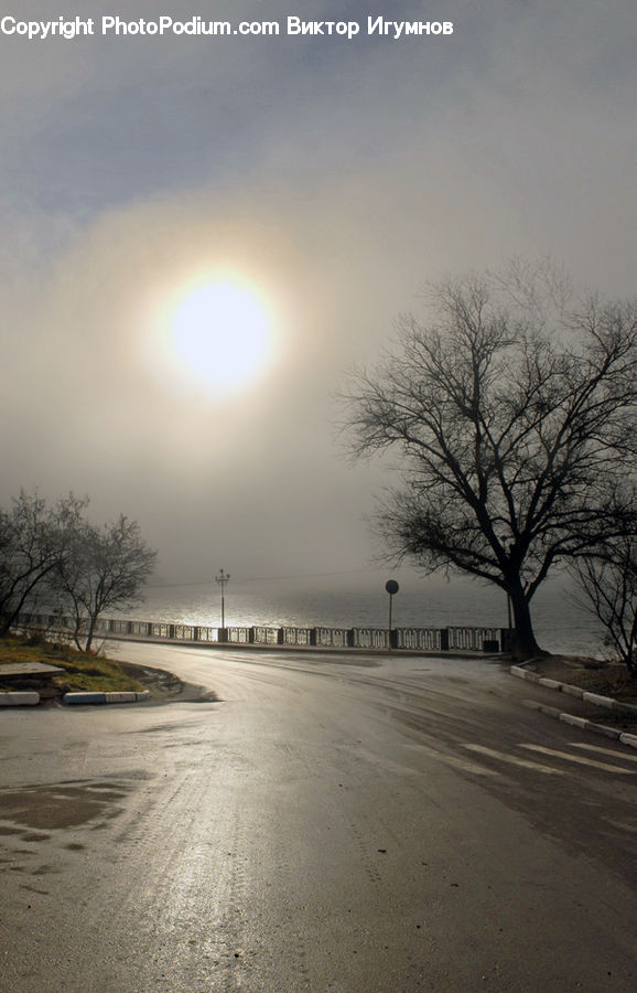 Plant, Tree, Flood, Bench, Oak, Wood, Fog