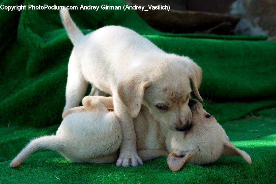 Animal, Canine, Dog, Labrador Retriever, Mammal, Pet, Golden Retriever