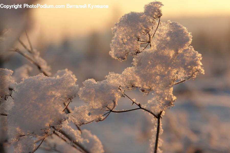 Frost, Ice, Outdoors, Snow, Plant, Weed, Blossom