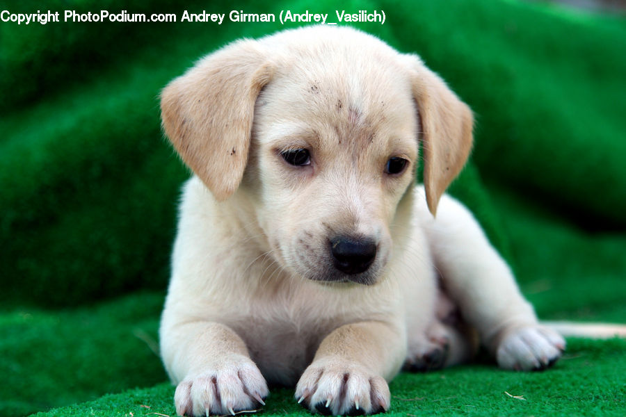 Animal, Canine, Dog, Mammal, Pet, Puppy, Golden Retriever