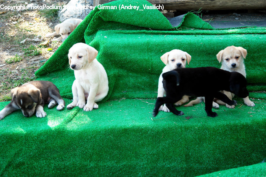 Animal, Canine, Dog, Mammal, Pet, Puppy, Labrador Retriever