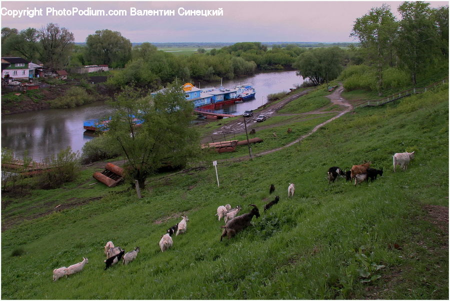 Canal, Outdoors, River, Water, Countryside, Grassland, Meadow