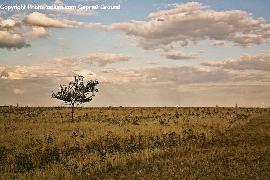 Grassland, Outdoors, Savanna, Field, Grass, Land, Plant