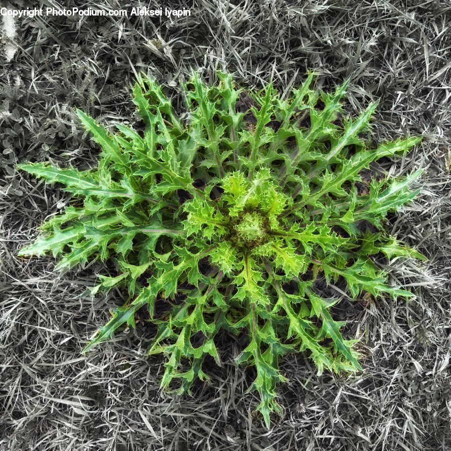 Fern, Plant, Flora, Flower, Thistle, Weed, Soil