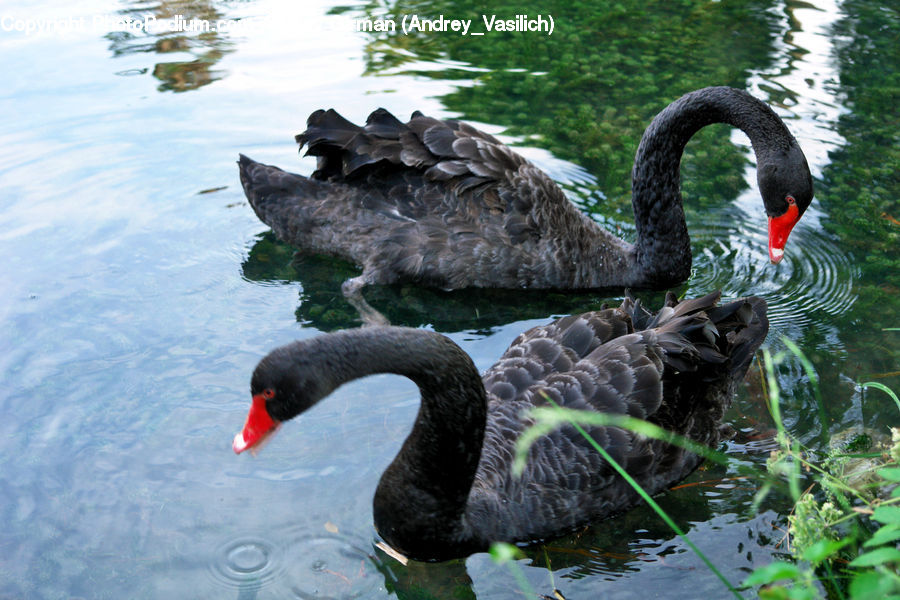 Bird, Black Swan, Swan, Waterfowl, Outdoors, Pond, Water