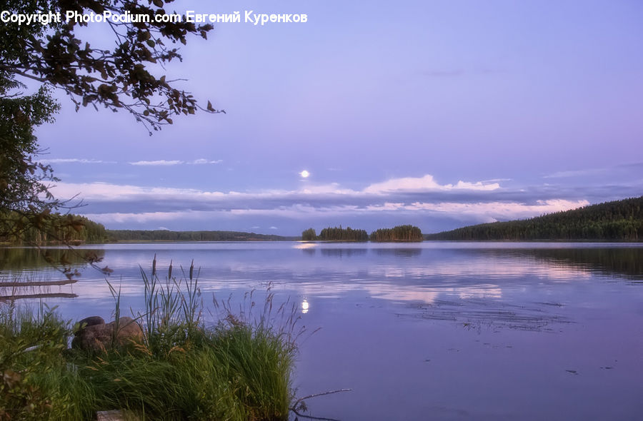 Plant, Potted Plant, Lake, Outdoors, Water, Land, Marsh