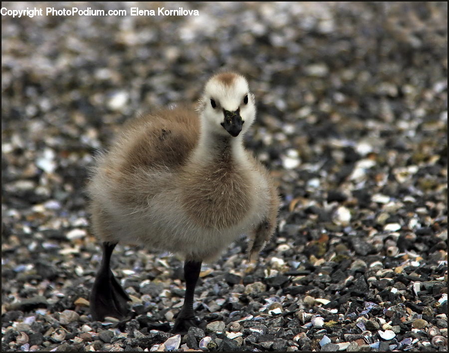 Bird, Goose, Waterfowl, Booby, Duck, Teal, Head