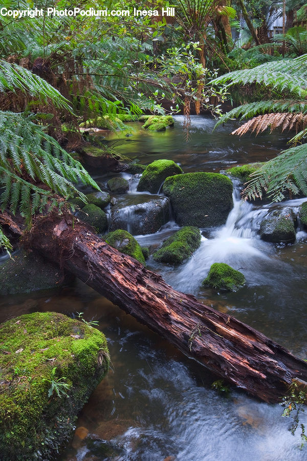 Creek, Outdoors, River, Water, Plant, Potted Plant, Forest
