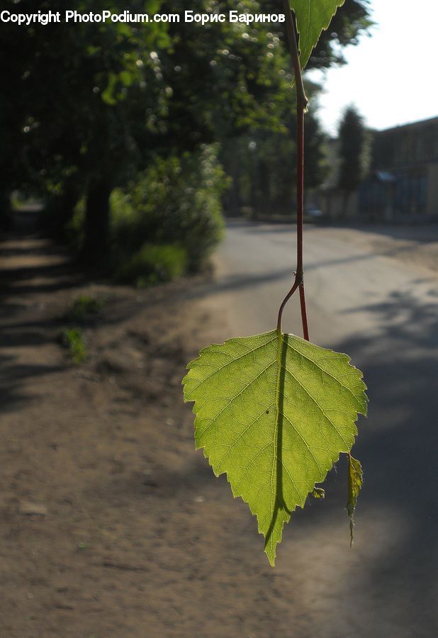 Leaf, Plant, Dirt Road, Gravel, Road, Maple, Maple Leaf