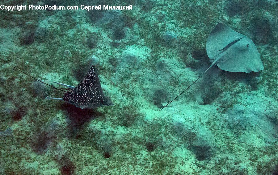 Fish, Manta Ray, Sea Life, Stingray Fish, Surgeonfish, Stingray, Coral Reef