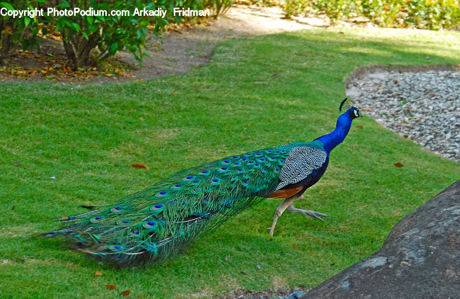 Bird, Peacock, Pheasant, Wildlife, Backyard, Yard