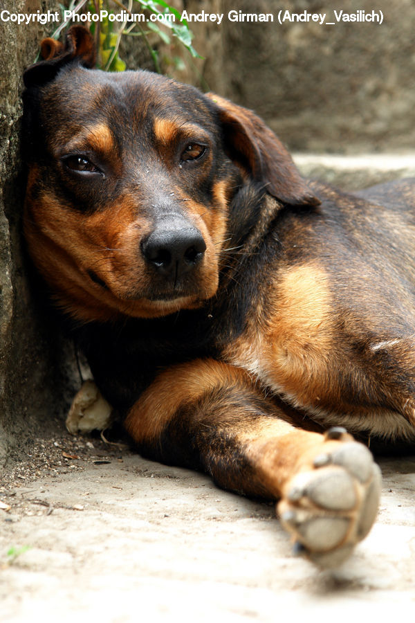 Animal, Beagle, Canine, Dog, Hound, Mammal, Pet