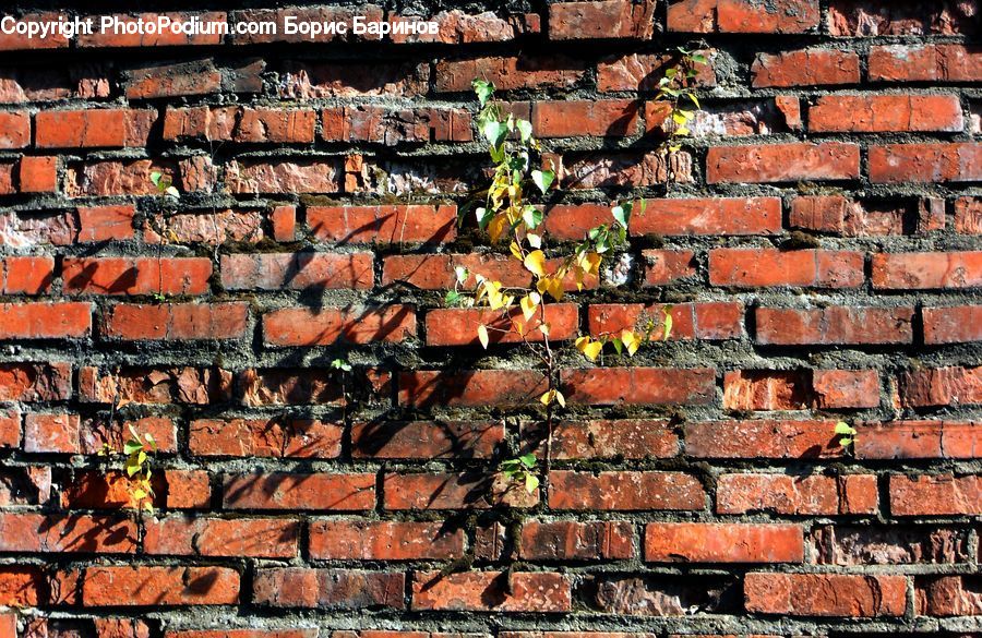 Brick, Plant, Potted Plant, Fence, Wall, Leaf