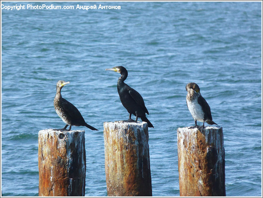 Bird, Cormorant, Waterfowl, Swallow, Penguin