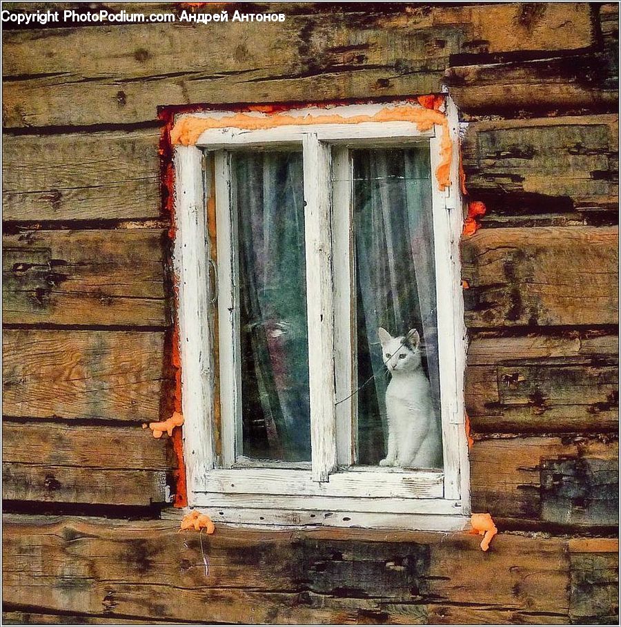 Animal, Cat, Mammal, Pet, Shutter, Window, Window Shade