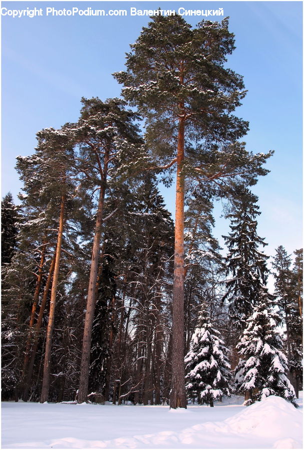 Conifer, Fir, Spruce, Wood, Plant, Tree, Forest