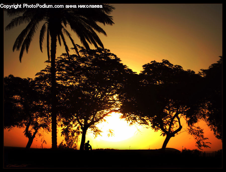 Palm Tree, Plant, Tree, Silhouette, Dawn, Dusk, Red Sky