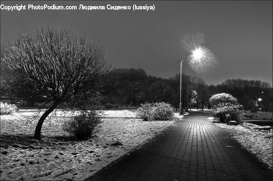 Boardwalk, Path, Pavement, Sidewalk, Walkway, Park, Road