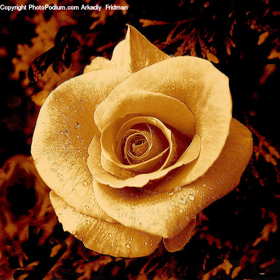 Blossom, Flower, Plant, Rose
