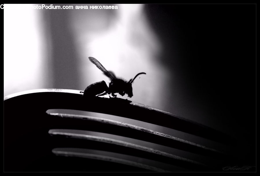 Silhouette, Anther, Flower, Petal, Plant