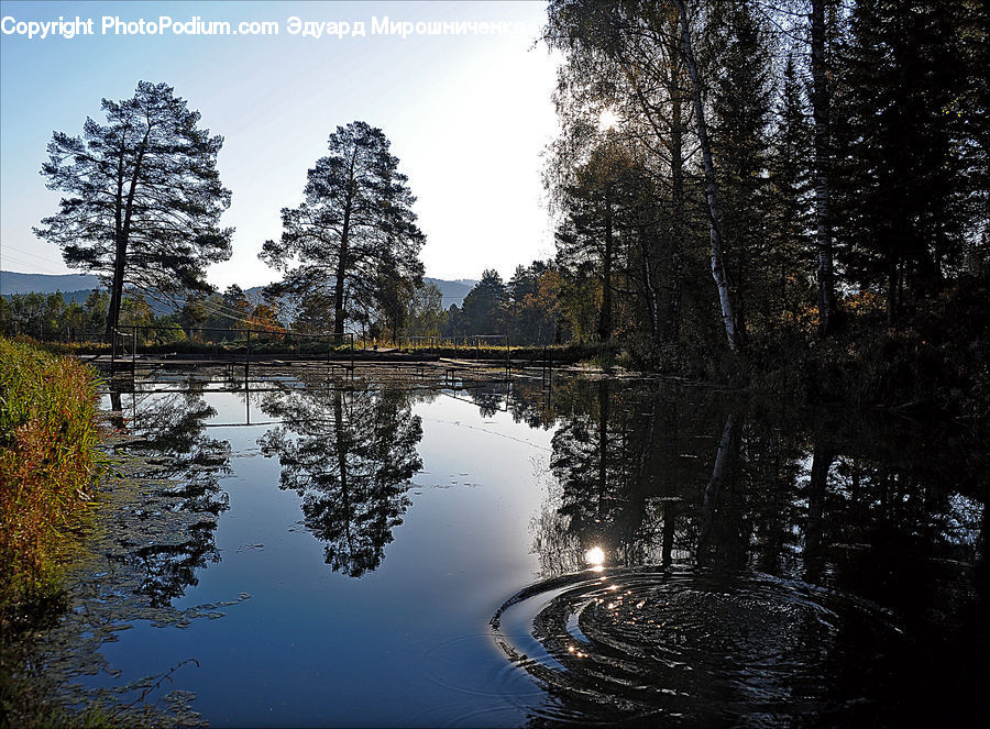 Land, Marsh, Outdoors, Swamp, Water, Pond, Plant