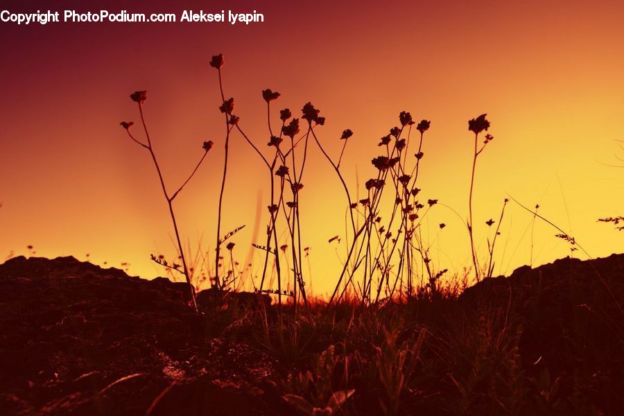 Plant, Weed, Dawn, Dusk, Red Sky, Sky, Sunrise