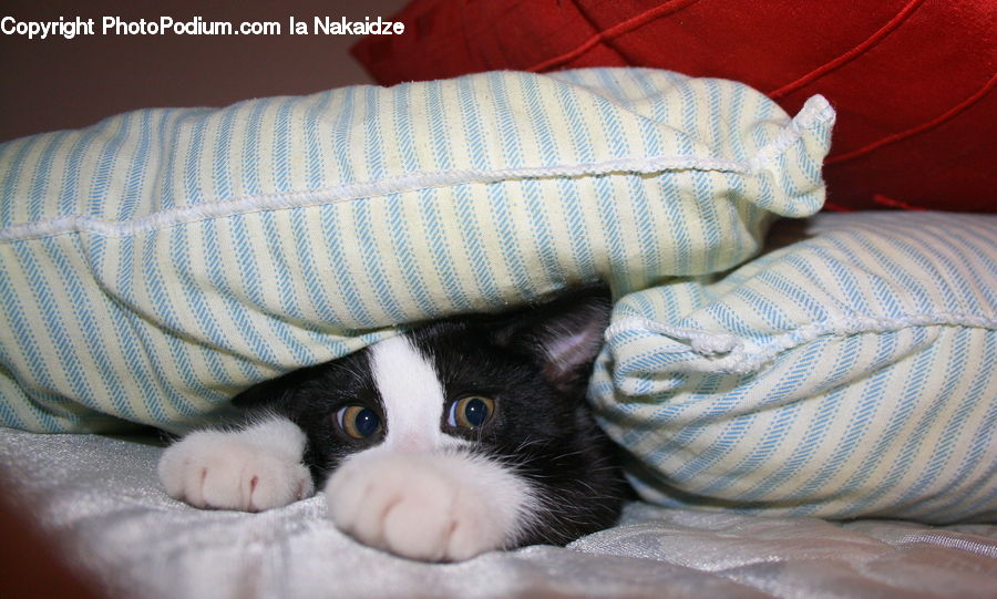 Blanket, Home Decor, Quilt, Towel, Animal, Cat, Kitten