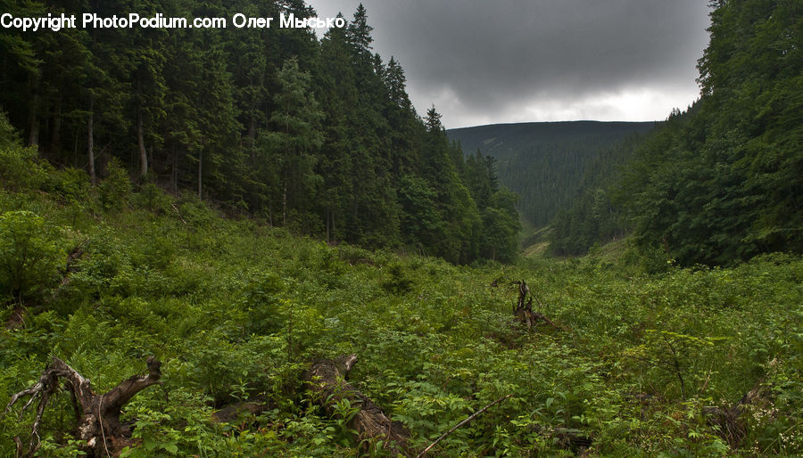 Forest, Vegetation, Conifer, Fir, Plant, Tree, Jungle