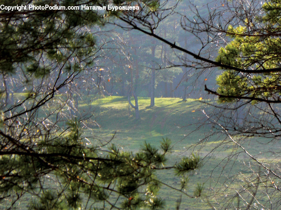 Conifer, Fir, Plant, Tree, Pine, Spruce, Land