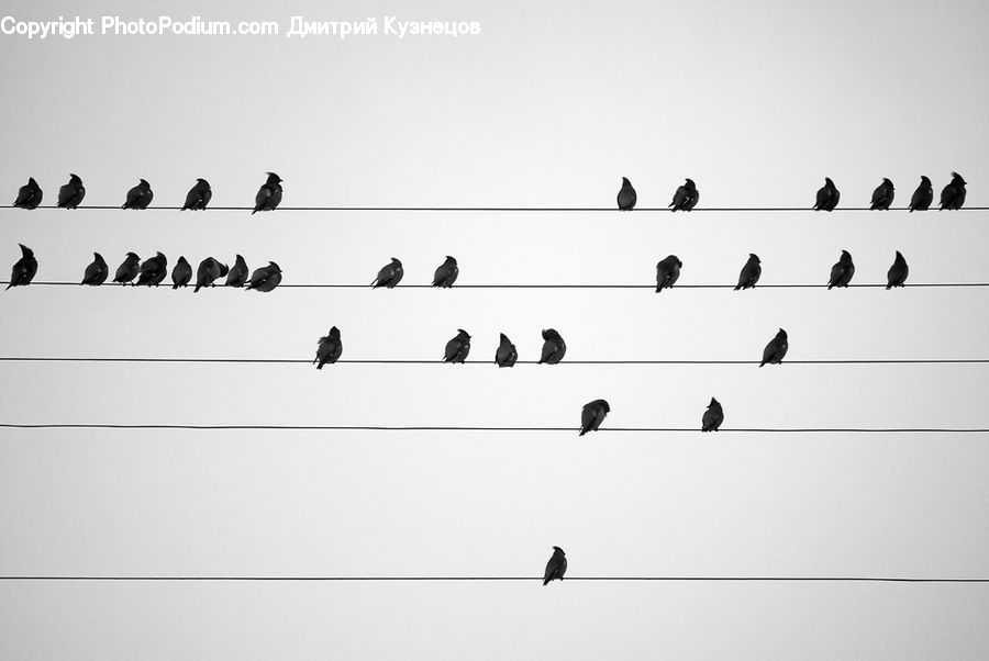 Flock, Text