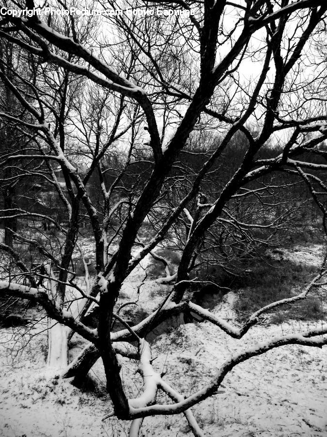 Plant, Tree, Oak, Wood, Forest, Grove, Land
