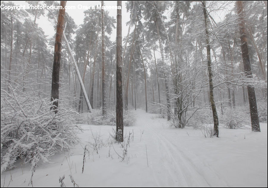 Blizzard, Outdoors, Snow, Weather, Winter, Ice, Forest