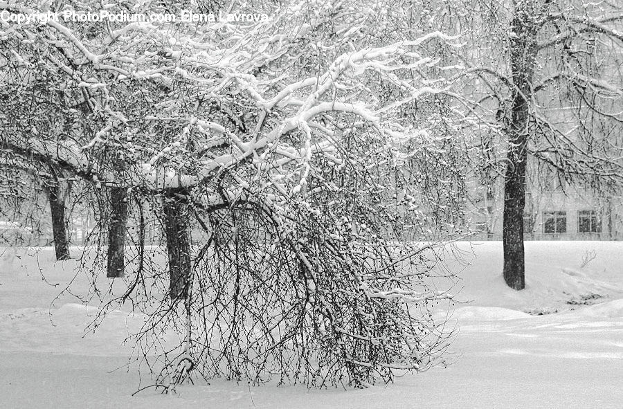 Ice, Outdoors, Snow, Plant, Tree