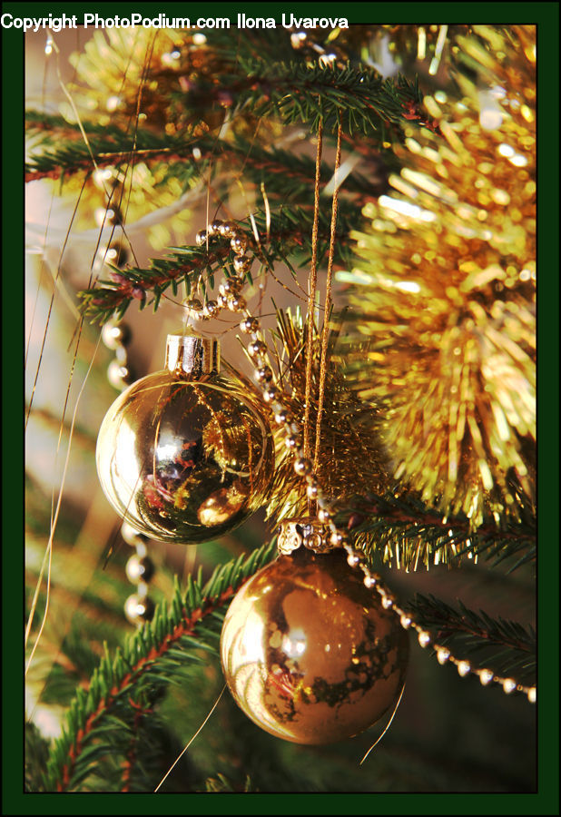 Ornament, Conifer, Fir, Plant, Tree, Bling, Blossom