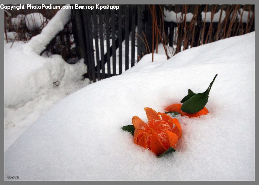 Ice, Outdoors, Snow, Carrot, Root, Vegetable, Insect