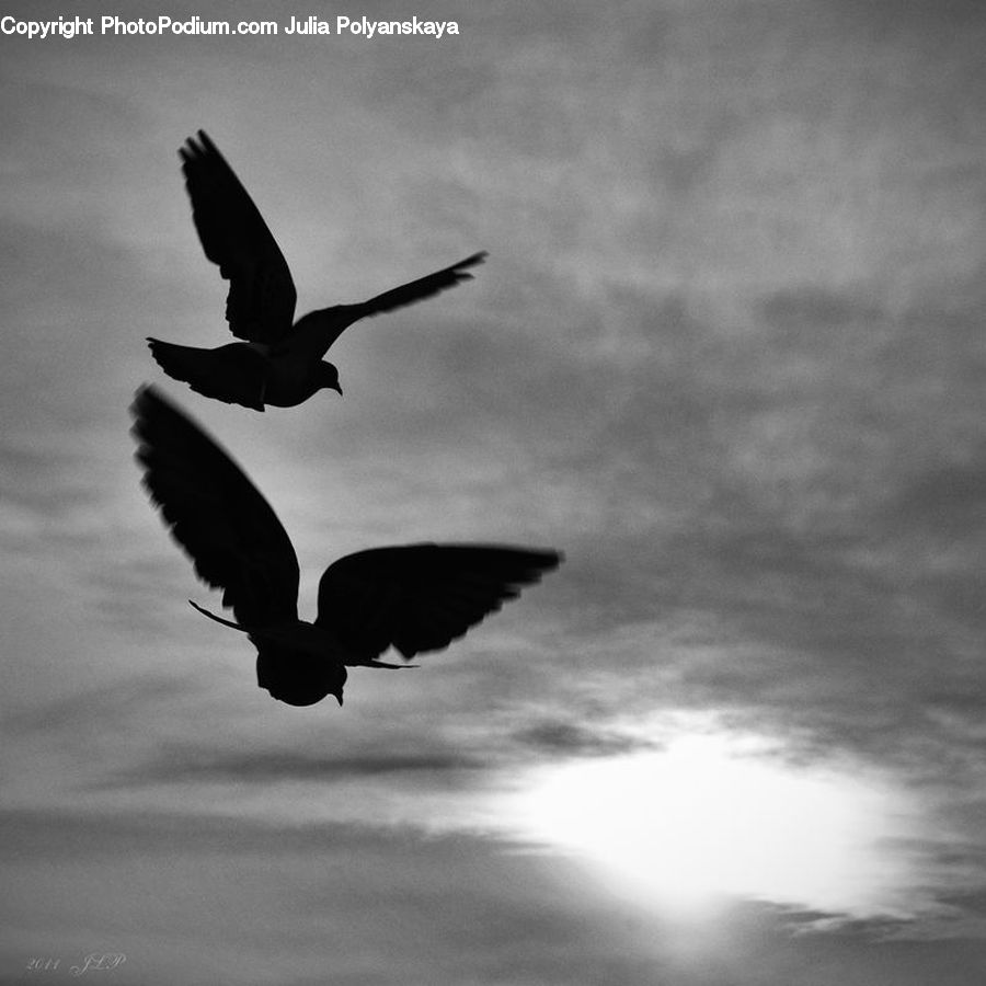 Bird, Seagull, Blackbird, Crow, Silhouette, Flying