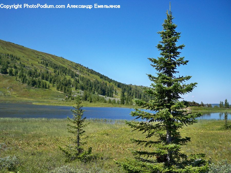 Conifer, Fir, Spruce, Wood, Plant, Tree, Pine