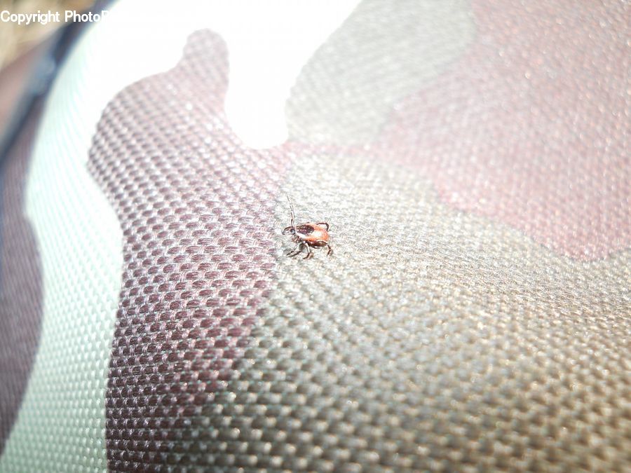 Accessories, Insect, Invertebrate, Mosquito, Ant, Cushion, Home Decor