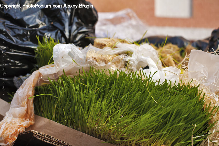 Plant, Potted Plant, Field, Grass, Grassland, Bean Sprout, Food