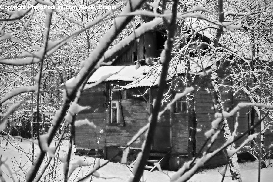 Ice, Outdoors, Snow, Birch, Tree, Wood, Plant