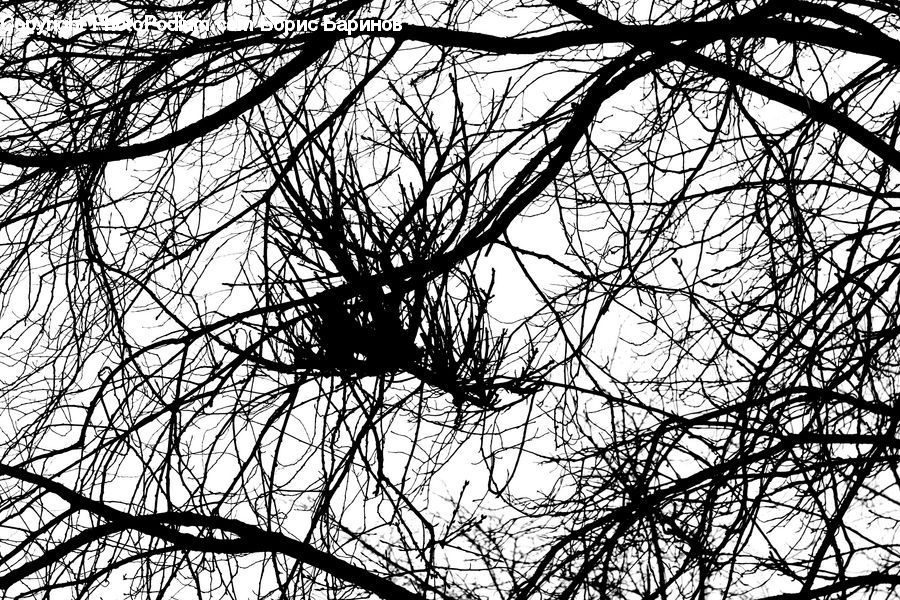 Plant, Tree, Oak, Wood