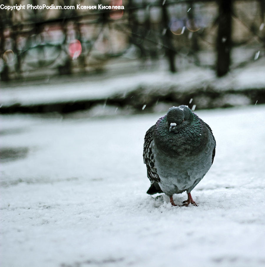 Bird, Pigeon, Dove, Partridge, Beak, Glasses, Goggles